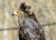 Polyboroides typus typus