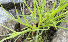 Cyperus brevifolius