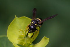 Symmorphus bifasciatus