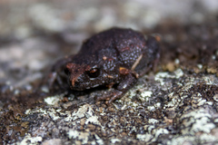 Pseudophryne bibronii