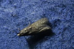 Eccopisa effractella