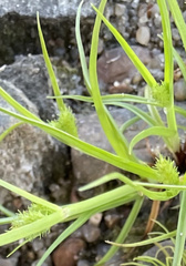 Cyperus brevifolius