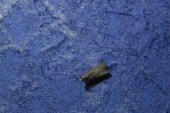 Eccopisa effractella