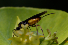 Braconidae