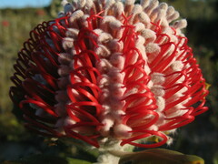 Banksia coccinea