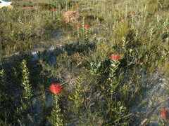 Banksia coccinea