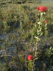 Banksia coccinea