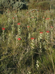 Banksia coccinea