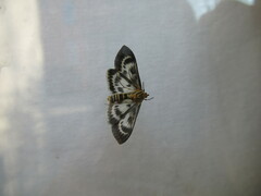 Anania hortulata