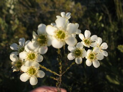 Chamelaucium megalopetalum