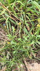 Sisymbrium officinale