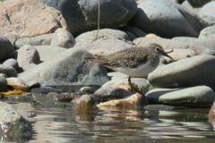 Calidris temminckii