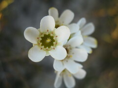 Chamelaucium megalopetalum