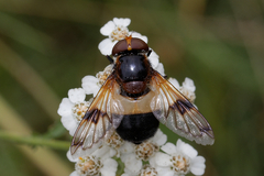 Volucella pellucens