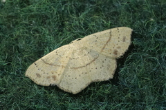 Cyclophora punctaria