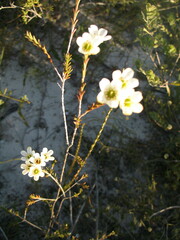 Chamelaucium megalopetalum