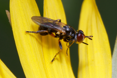 Thecophora