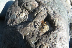Pimpla rufipes