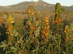 Hakea victoria