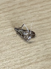 Elophila nymphaeata