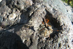 Pimpla rufipes