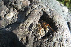 Pimpla rufipes
