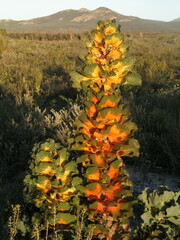 Hakea victoria