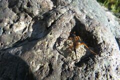 Pimpla rufipes