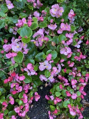 Begonia semperflorens-cultorum