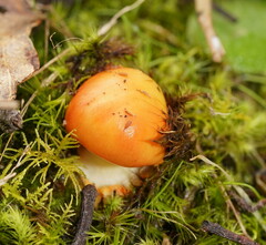 Amanita xanthocephala