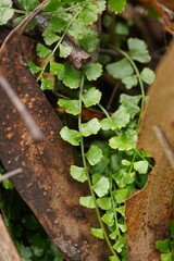 Asplenium flabellifolium