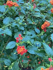 Lantana camara