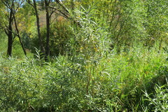 Salix viminalis