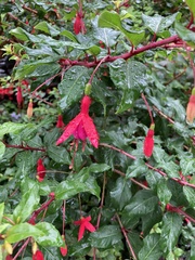 Fuchsia
