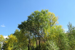 Salix alba