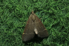 Hypsopygia glaucinalis