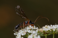Ichneumonidae