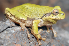 Hyla japonica