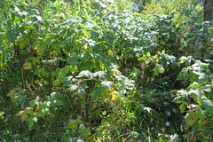 Rubus idaeus