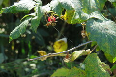 Rubus idaeus