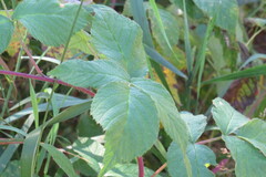 Rubus idaeus