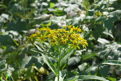 Senecio sarracenicus