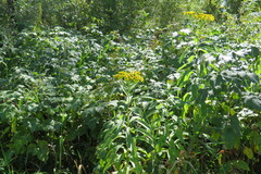 Senecio sarracenicus