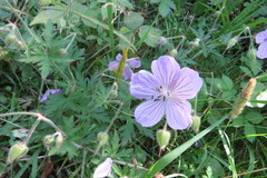 Geranium pratense