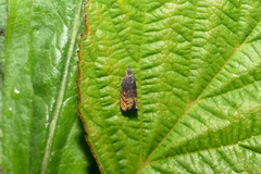 Dichrorampha plumbana