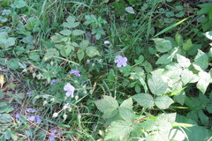 Geranium pratense