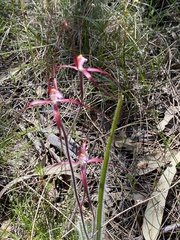 Caladenia footeana