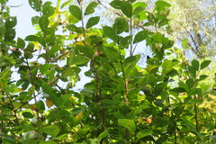 Salix caprea