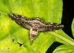 Coelidiinae