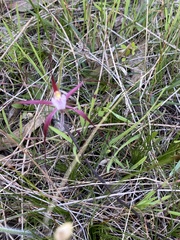 Caladenia footeana